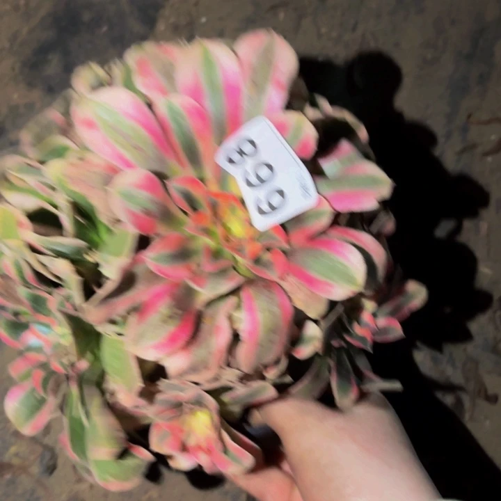 668花样年华多肉植物不售后