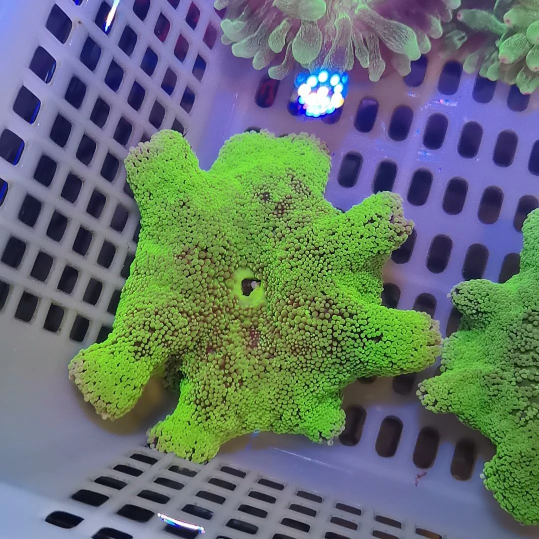 纽扣珊瑚绿地毯88888