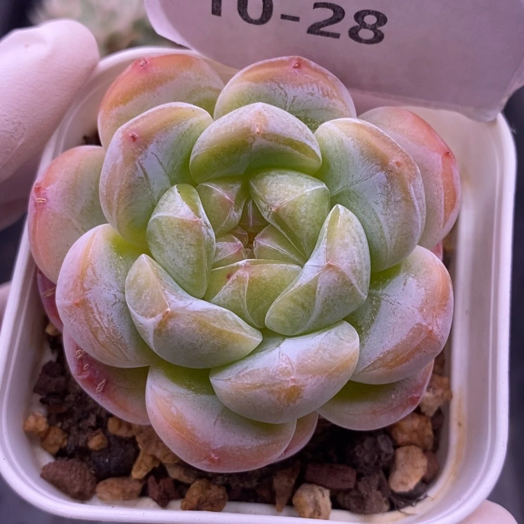 【闪购商品】10-28
