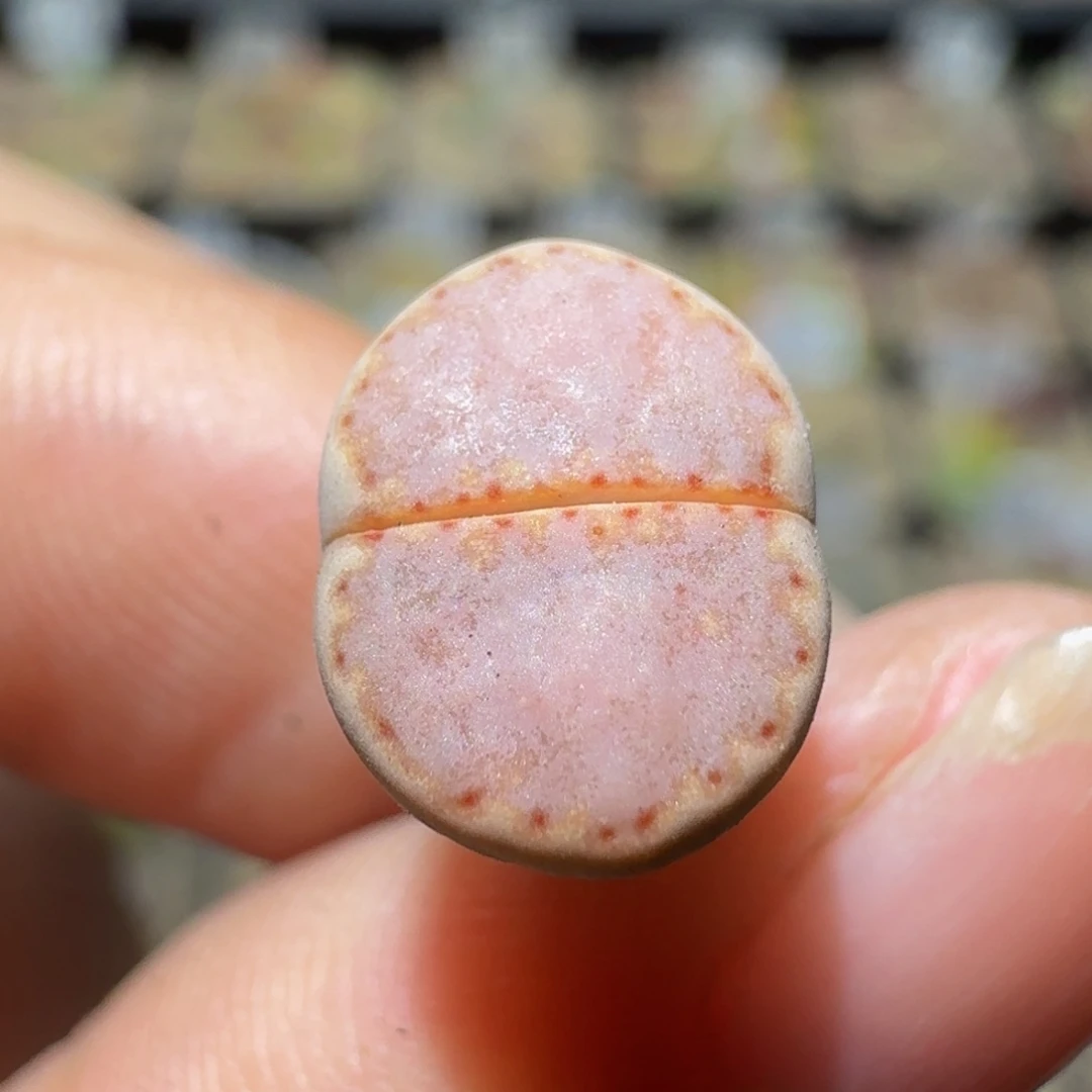 Ssss精品生石花1689