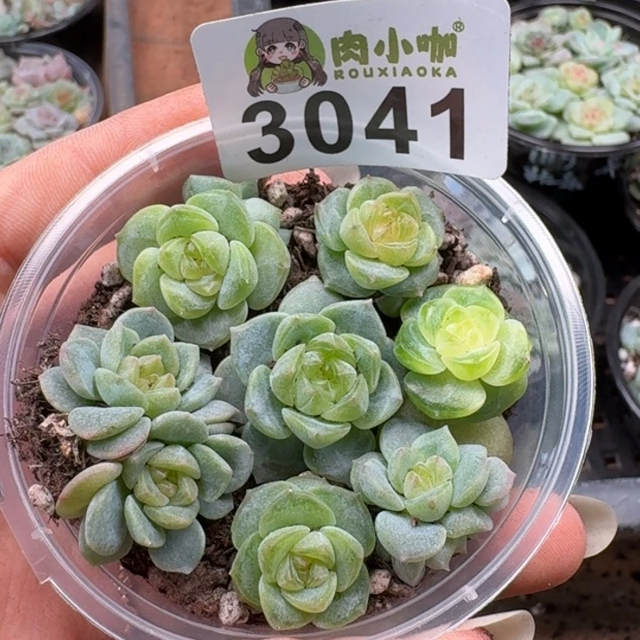 多肉植物多肉植物