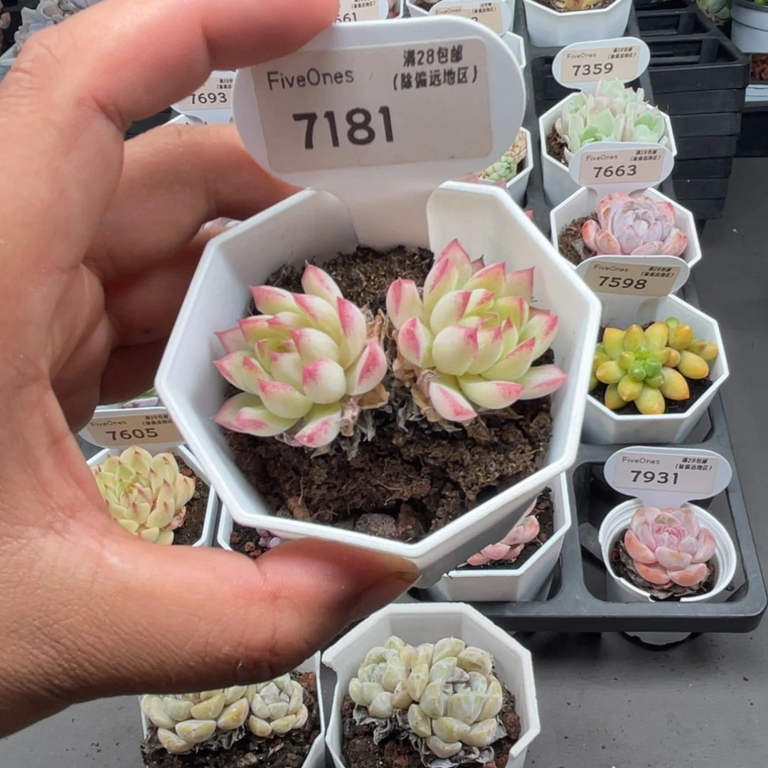 7181女王麦4.0厘米