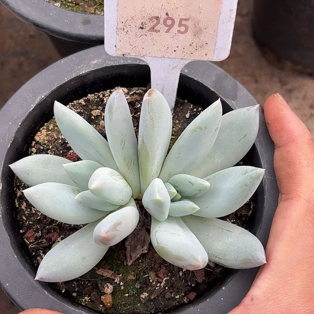 伊丽莎白1234567891011