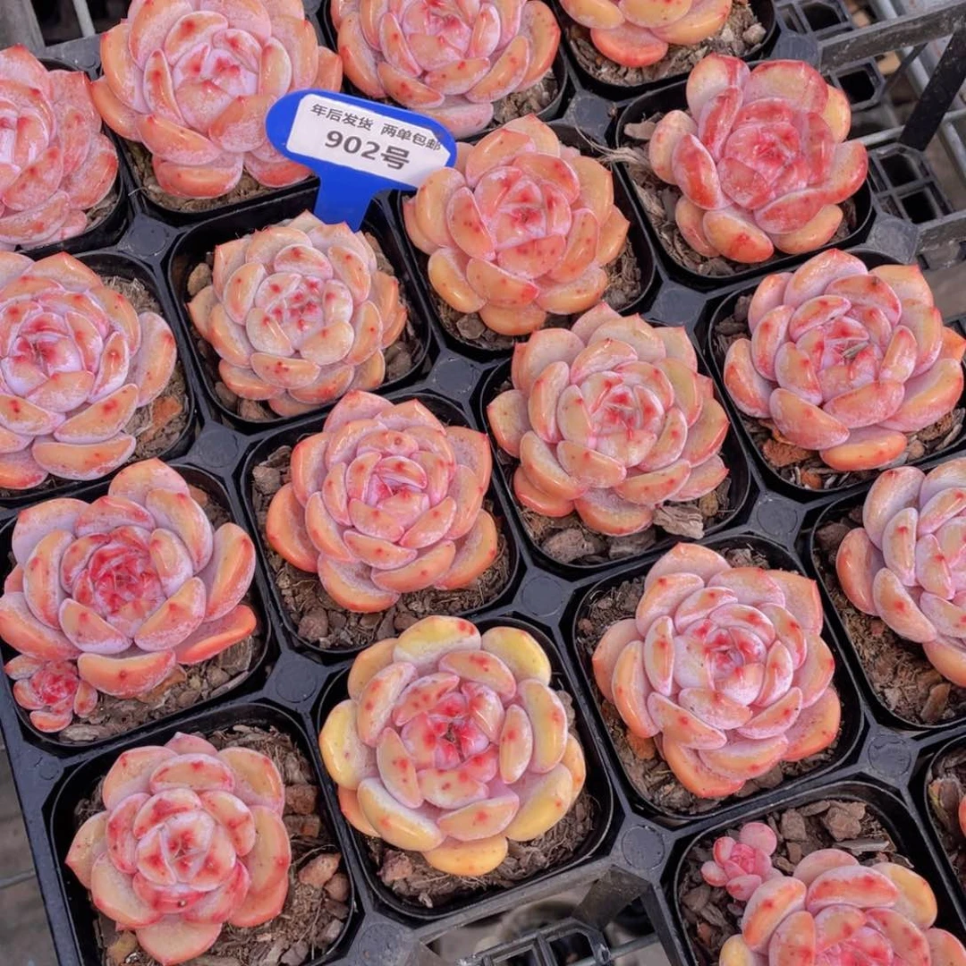 902号果冻宽叶包包韩橙单头一个