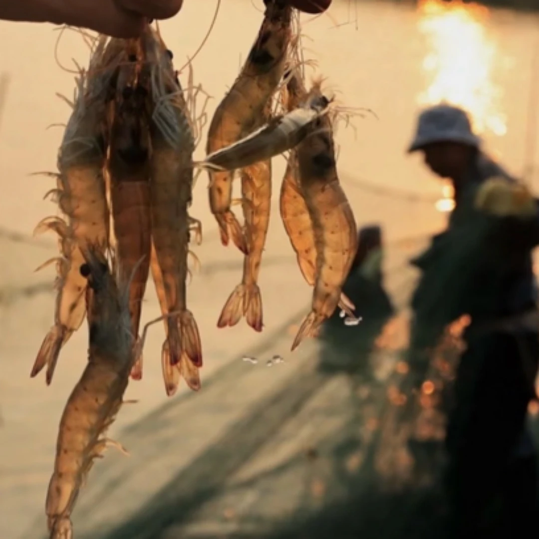 复州湾海水大虾 活发 保鲜不保活 省内外加干冰3斤顺丰包邮