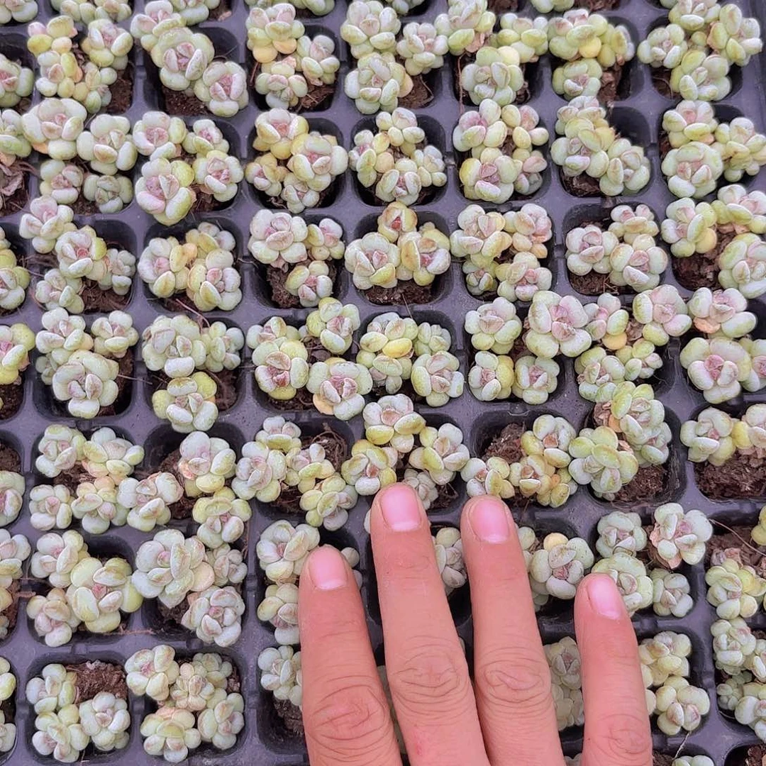 阳光玫瑰一刻量拍