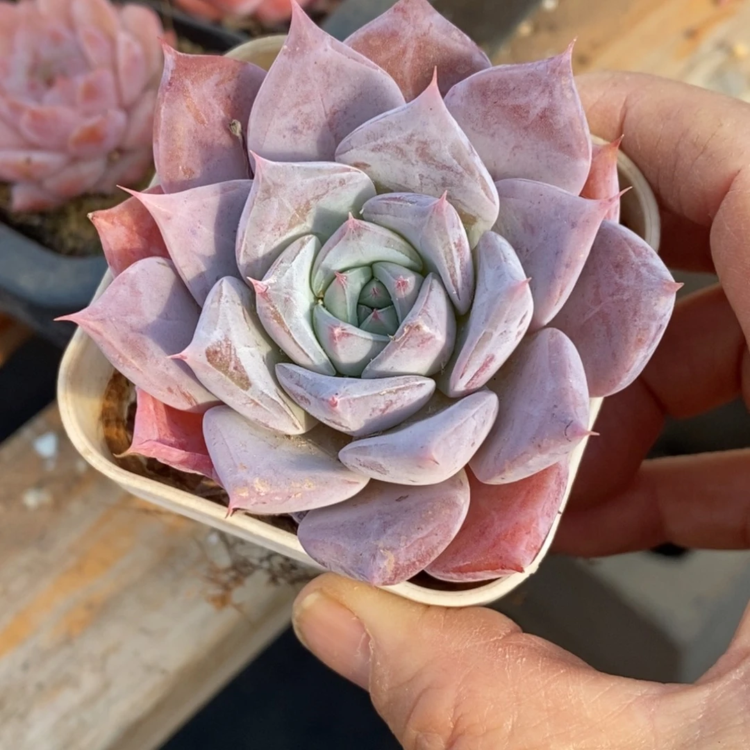 精品多肉一物一拍不包整16