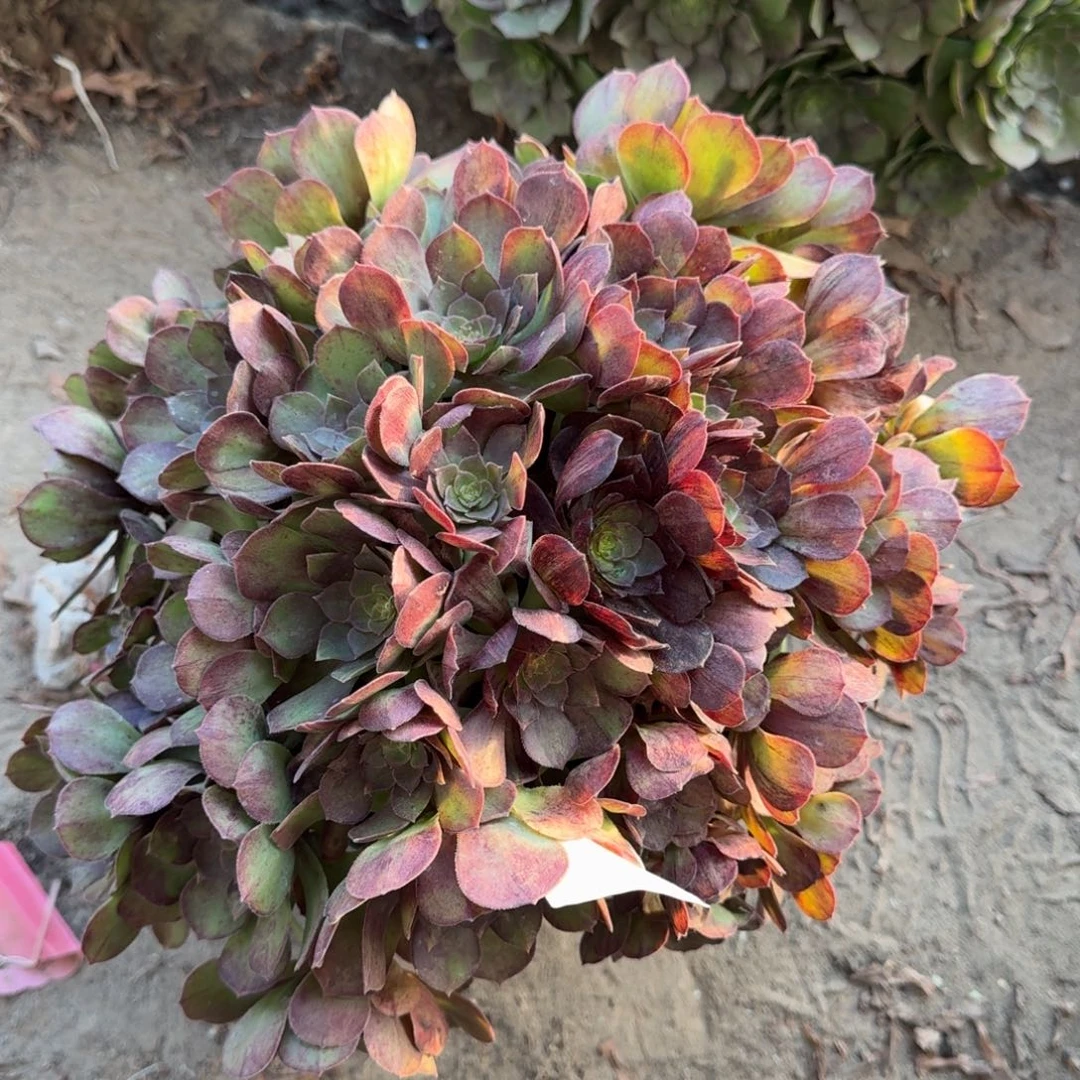 法师墨染2921 18-13