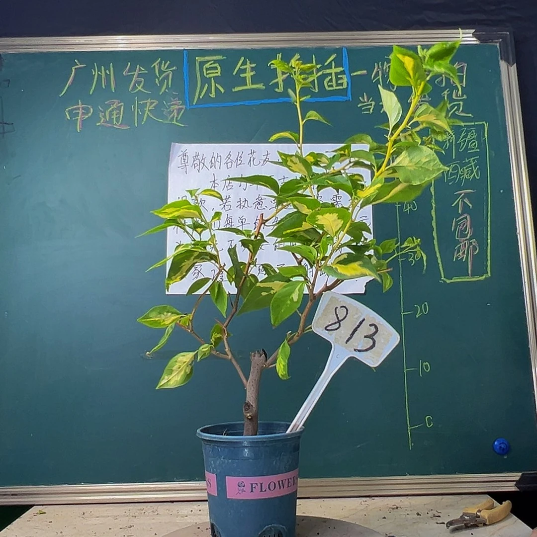 当前无花栽培后可以开花金心橙白 粗杆 813