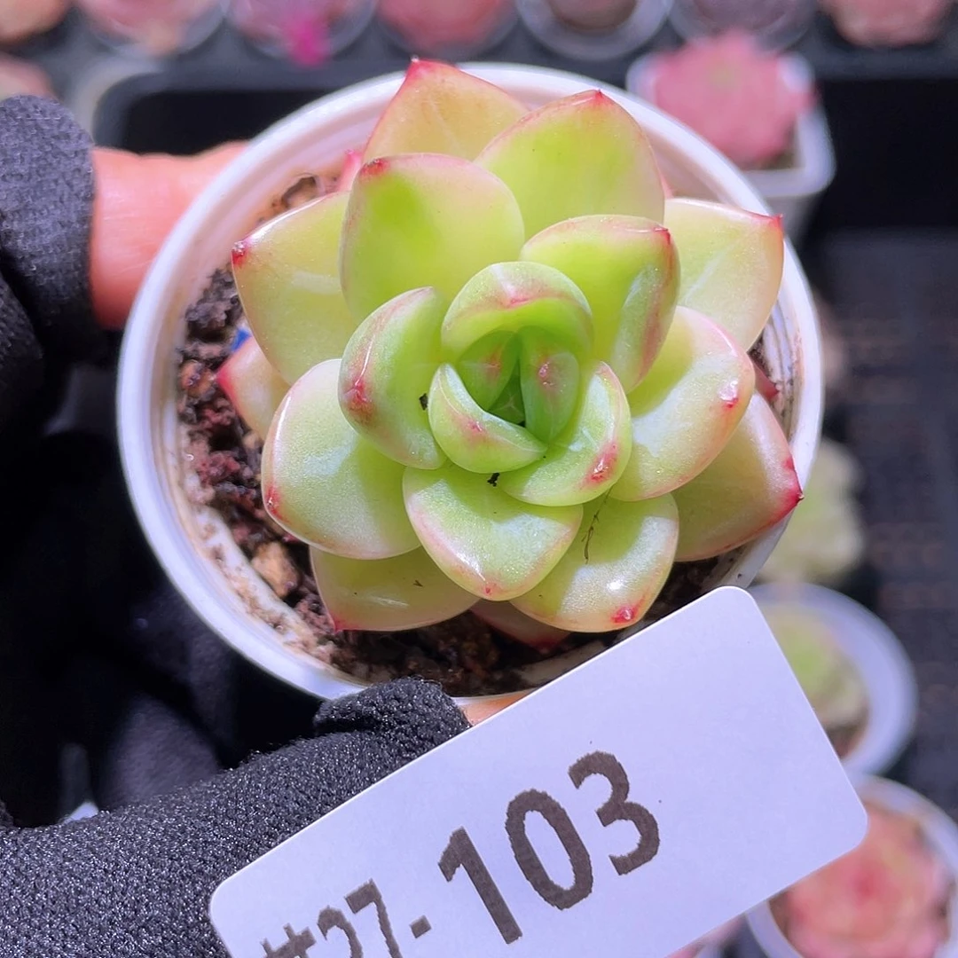 花利美27-103新品