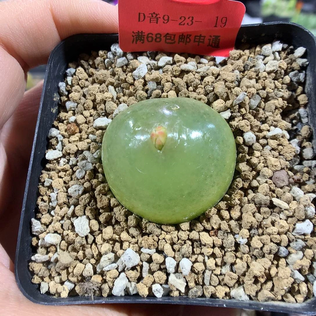 9-23-19 灯泡一颗特35