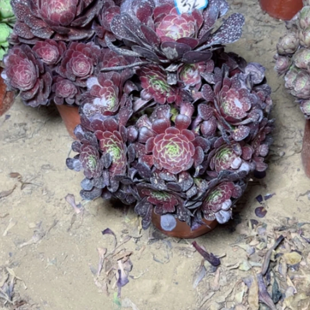 【闪购商品】多肉植物黑罗兰32