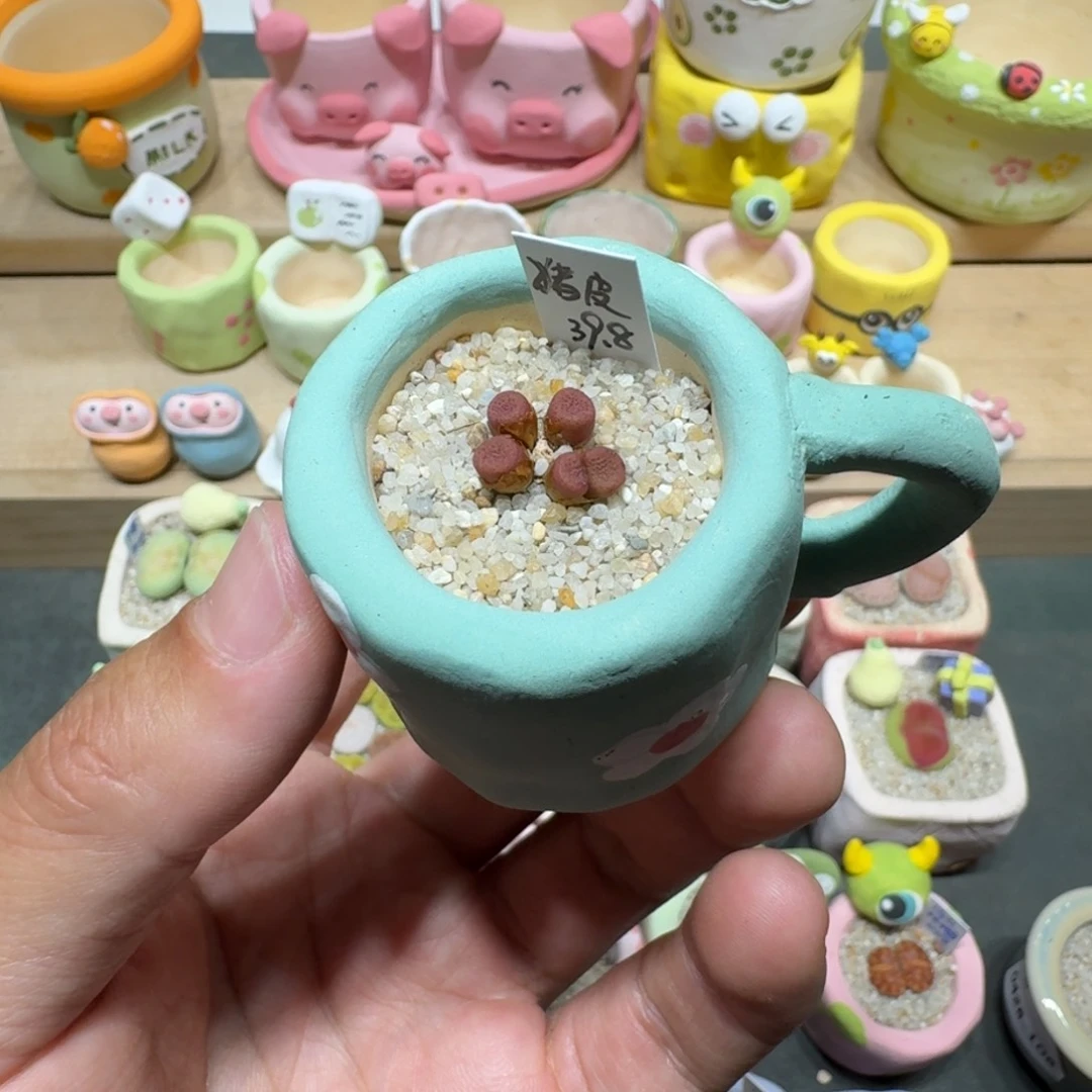 蘑菇278猪皮猪皮