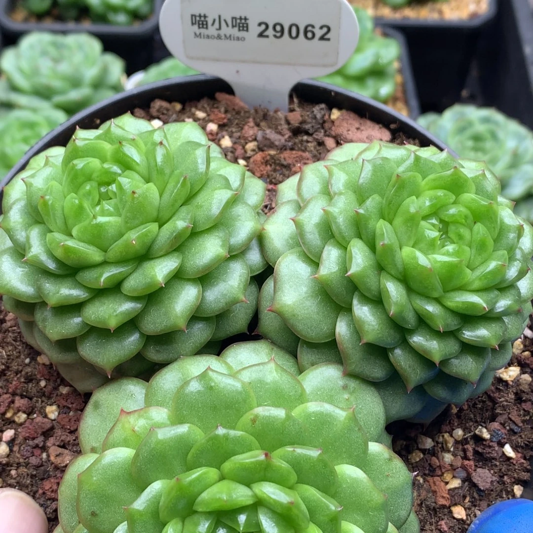 多肉植物杂交珍妮