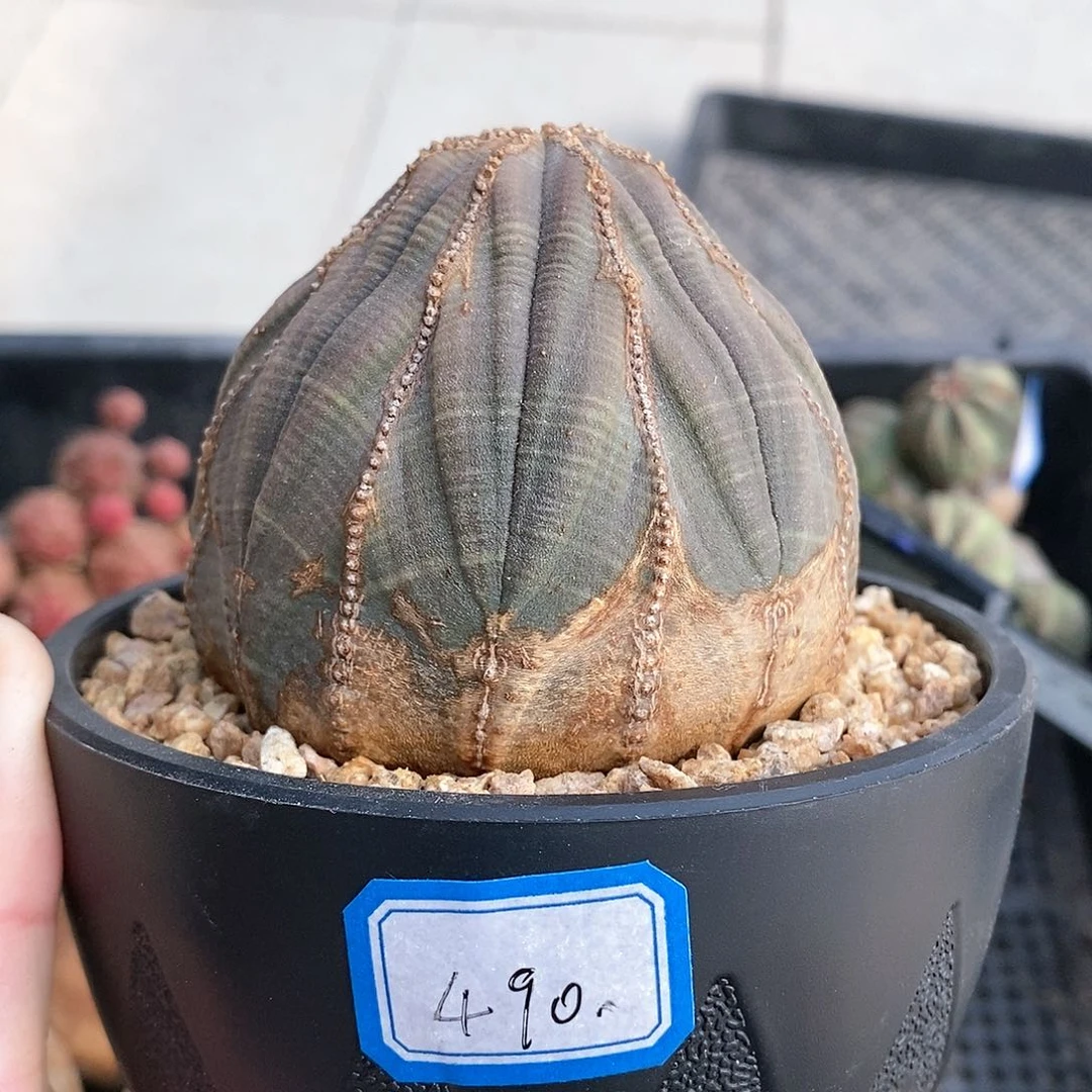 2**6布纹球精品多肉一物一拍