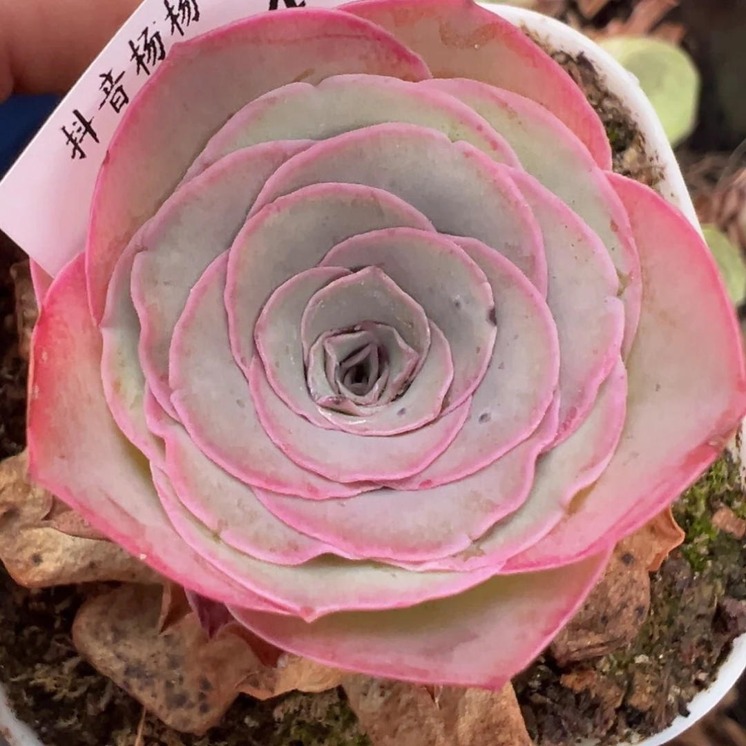 师***树杨504 山地玫瑰福袋