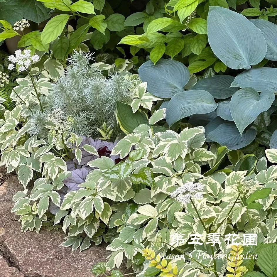 第五季花圃 花叶羊角芹 多年生耐寒耐热耐阴植物 夏季开花 盆栽苗