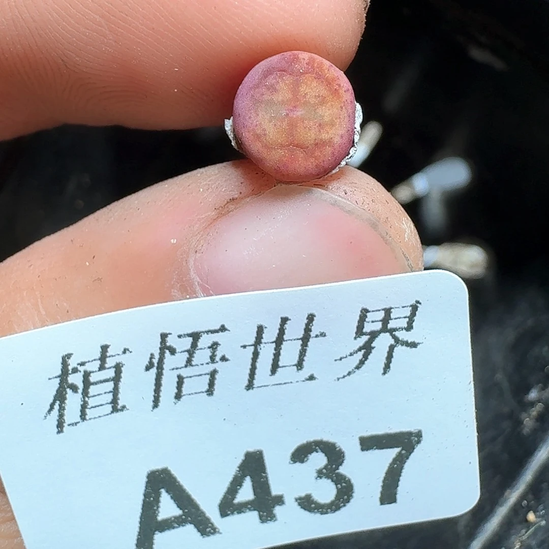 437号多肉植物哇cv