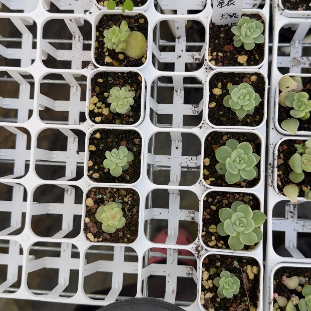 星辰珍妮盆2床一个满25包邮