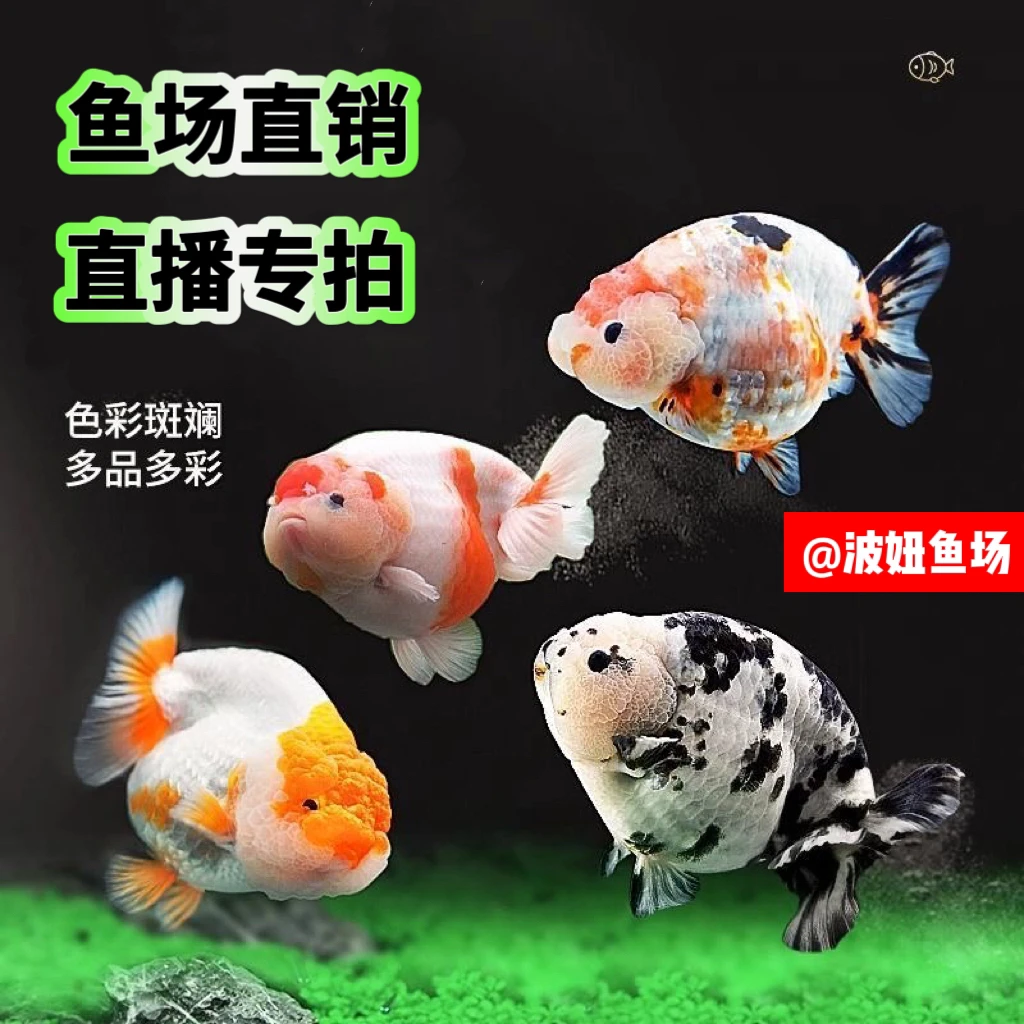 【波妞家观赏鱼 私拍不发货】珍珠兰寿水泡蝶尾玛丽自家渔场自销