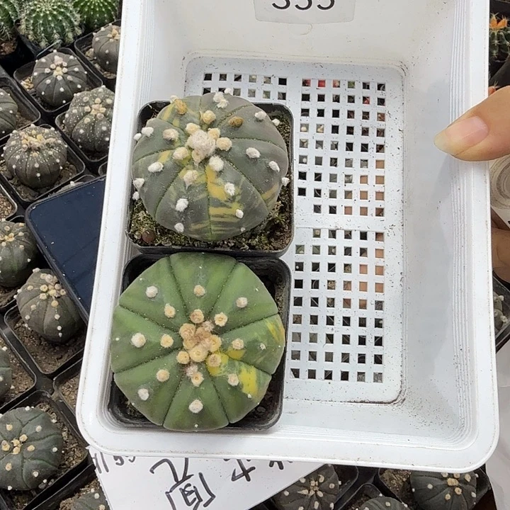 *****355带盆土发货一套