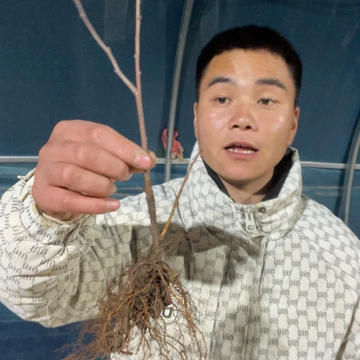 雪之辉海棠花一颗