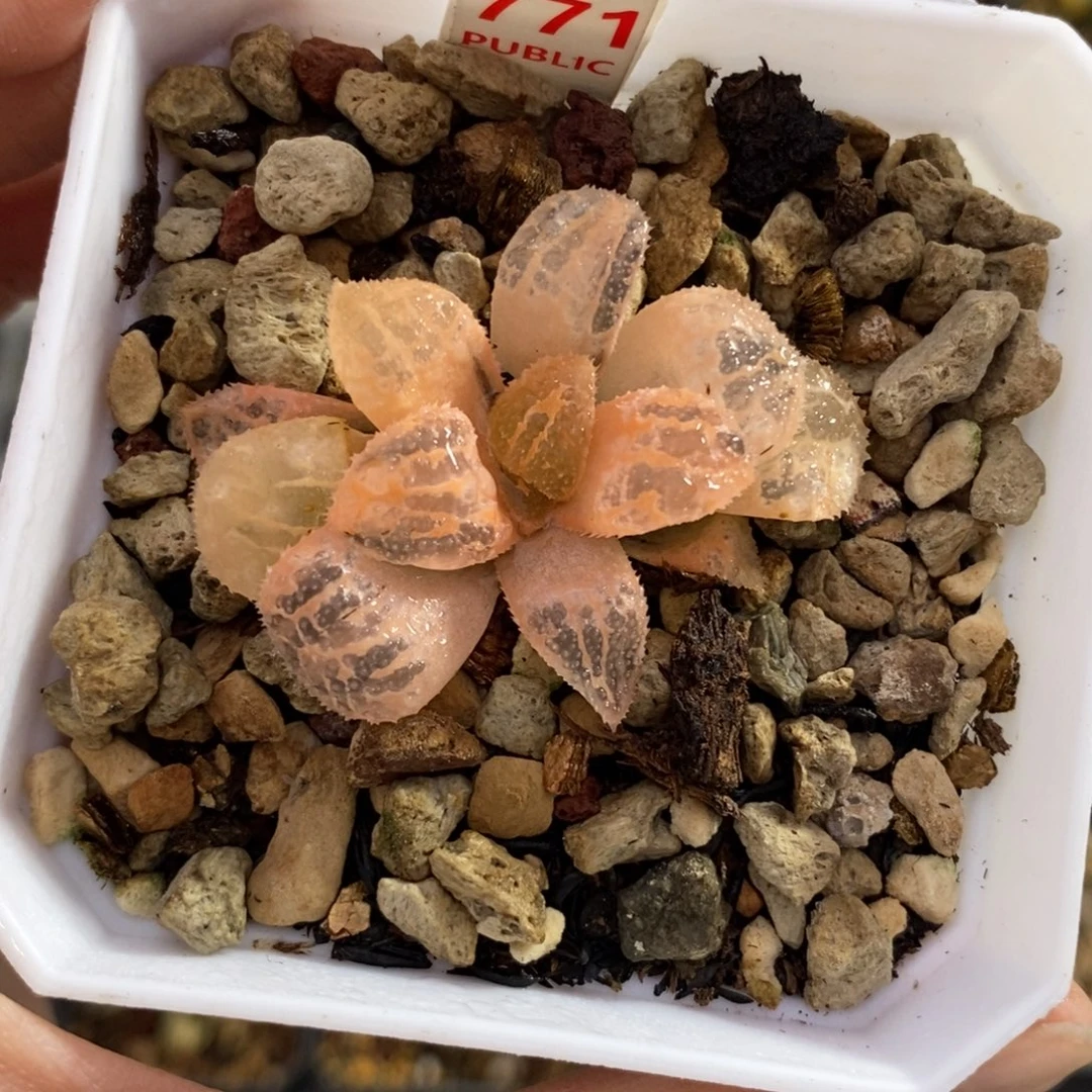 771具味城寿锦一物一图