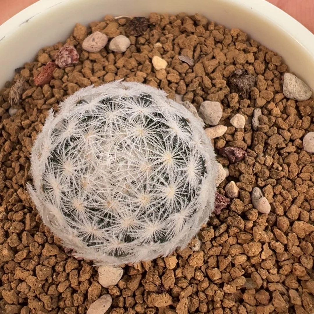 406 好看的米哈冲冲冲