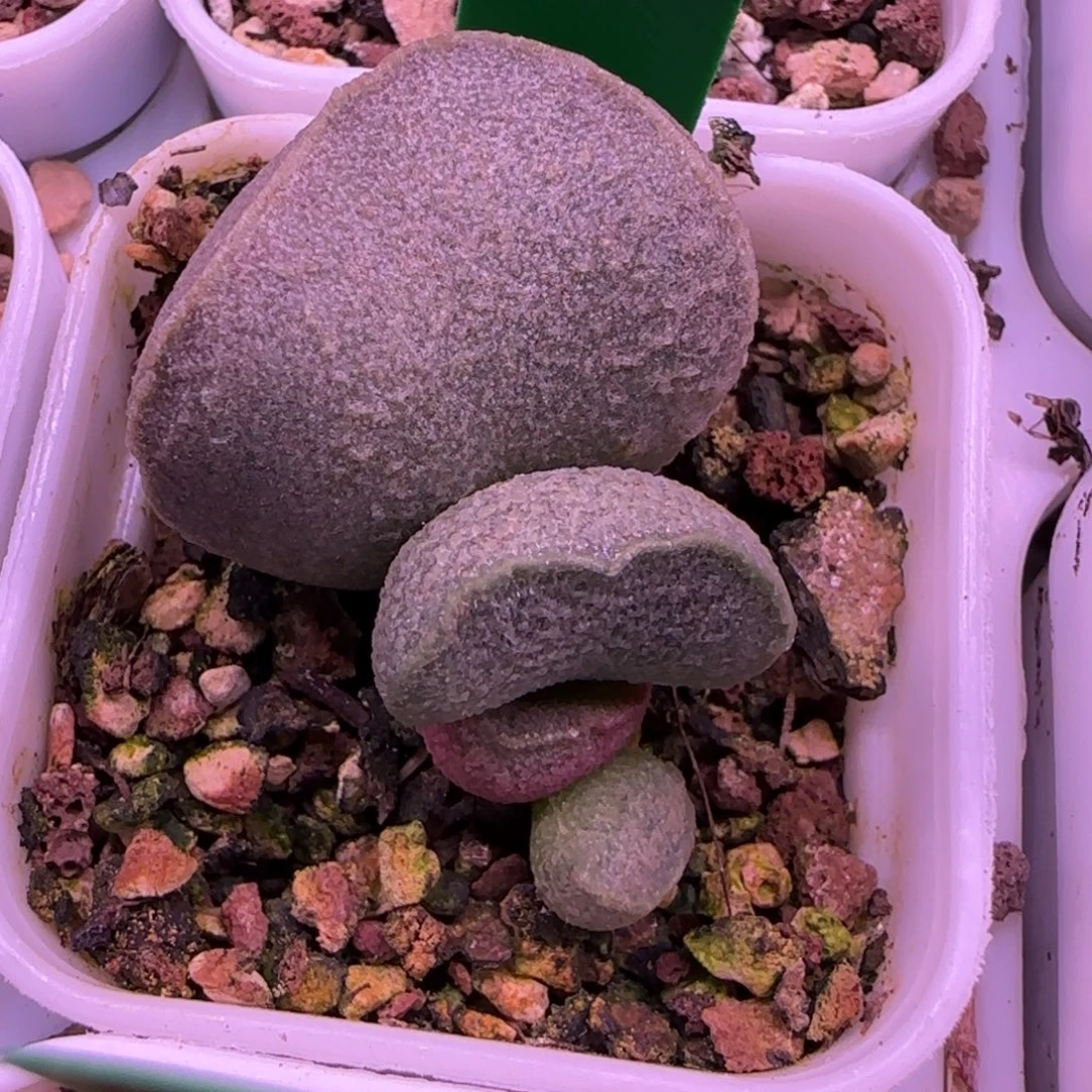 编号083叶插，四方盆发