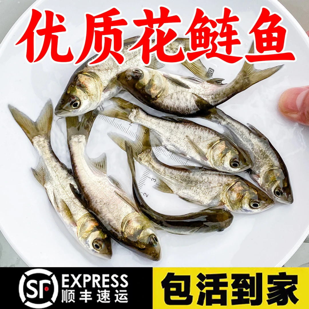 花鲢鱼大头雄鲢鳙胖头淡水养殖食用半斤活体鲜活优质包邮