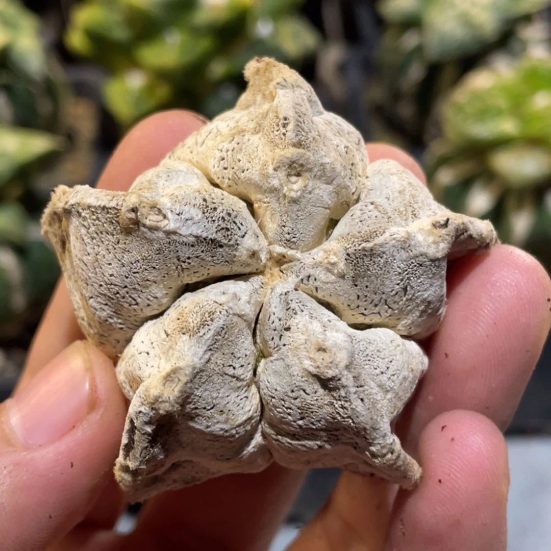 无花朵自根蒽塚鸾凤玉 仙人球