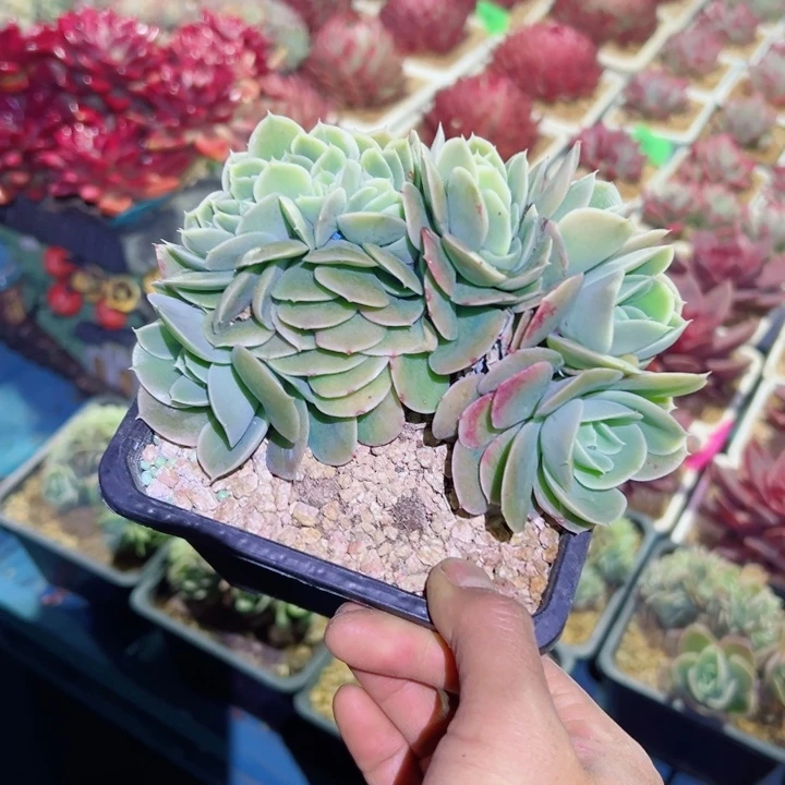 精品多肉植物老桩