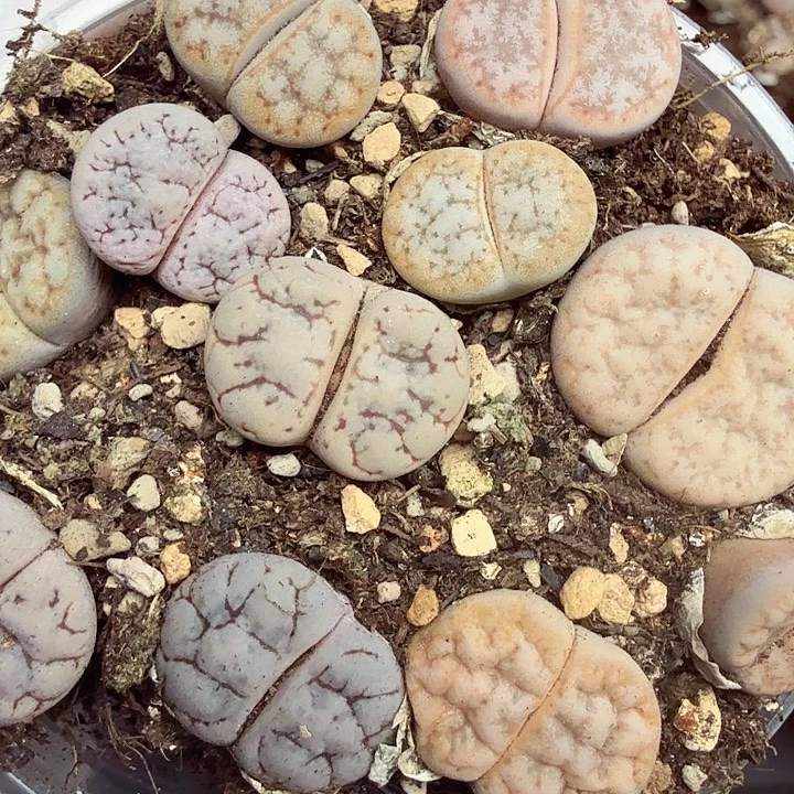 不用我送去啦282这个