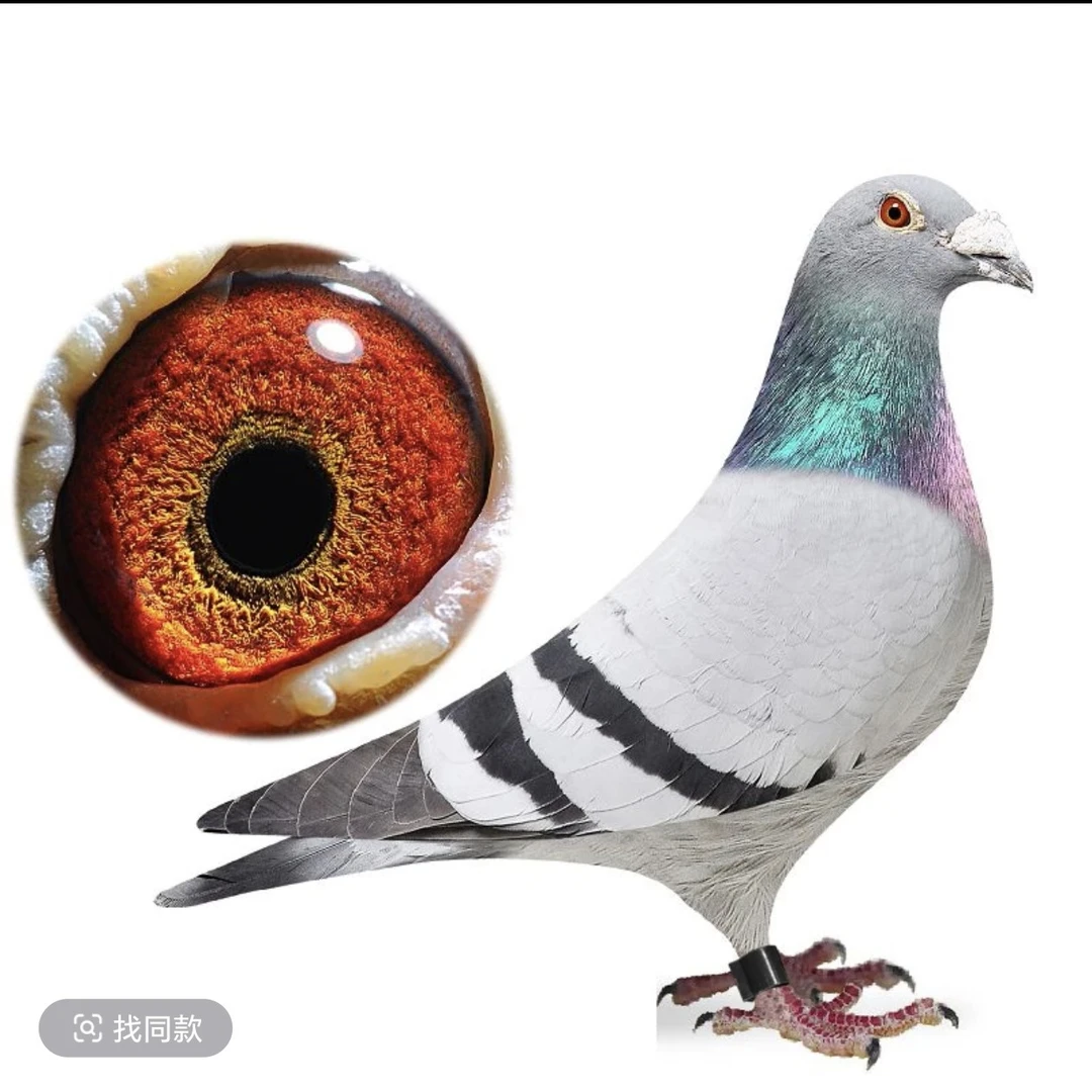 精品圆环雄鸽信鸽赛鸽成绩鸽奶酪考夫曼信鸽