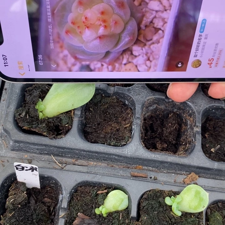 玻璃体绿透珍妮芽苗一个多肉