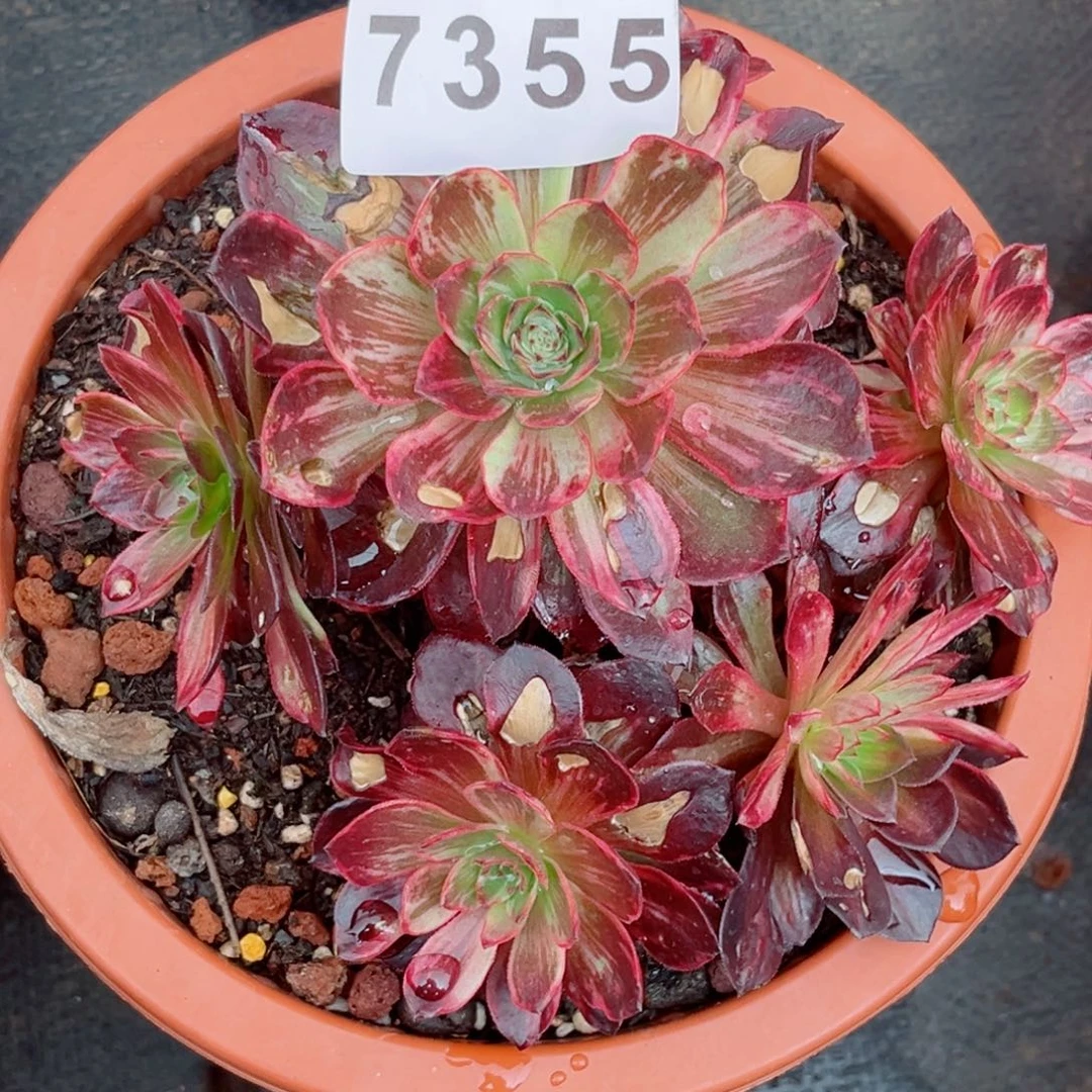 半夏多肉发货发货