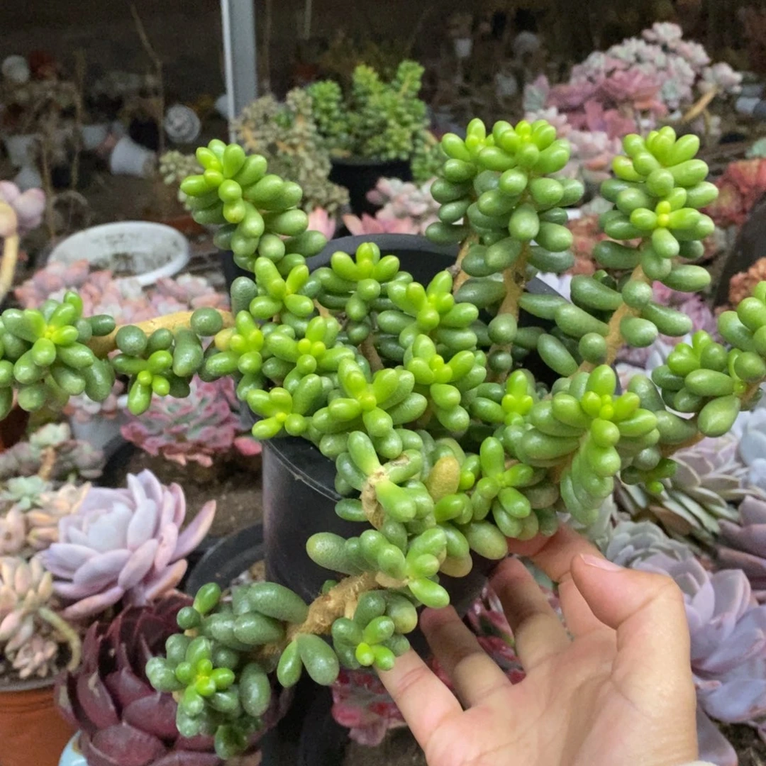 绿龟卵整桩无砍老桩