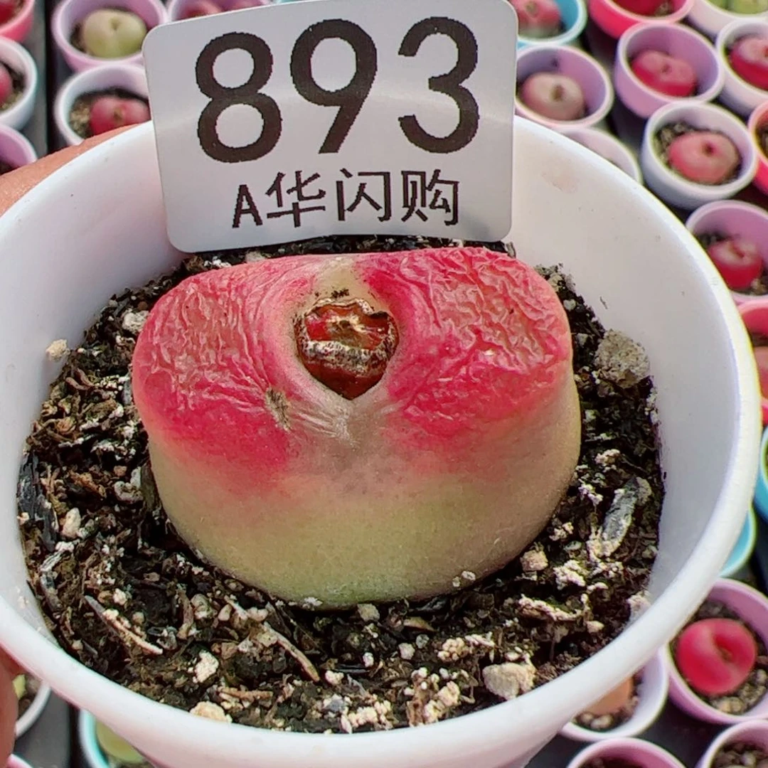 云*我很喜欢这个A893