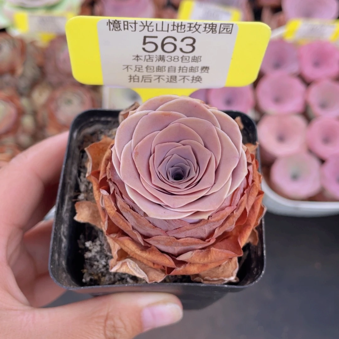 山地玫瑰563满38包邮裸根发货