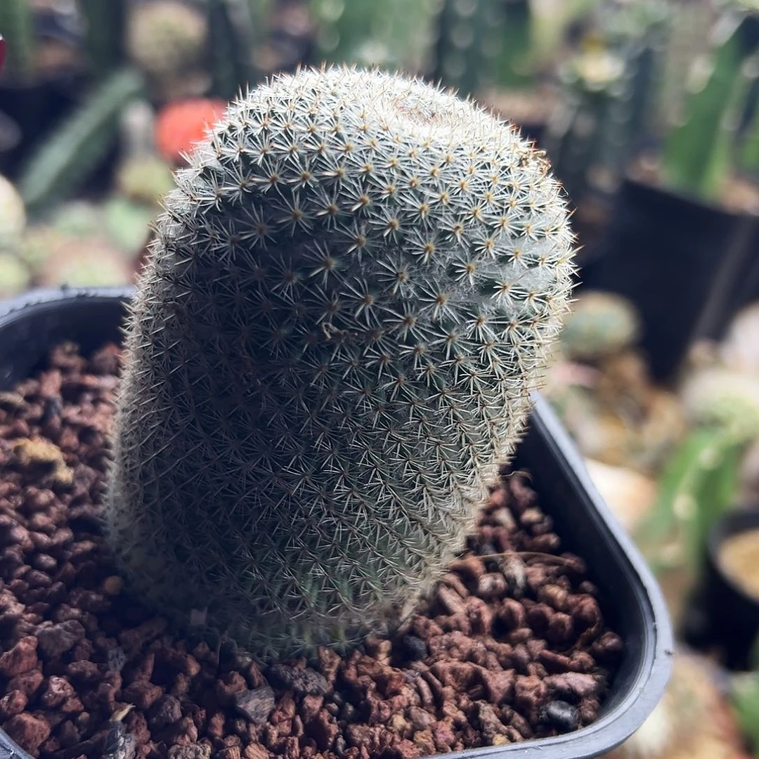 实生白玉兔仙人球1111111111