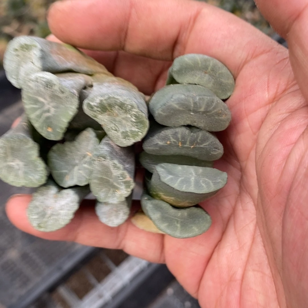 雾***ゞ456 两颗一起 超级福利。