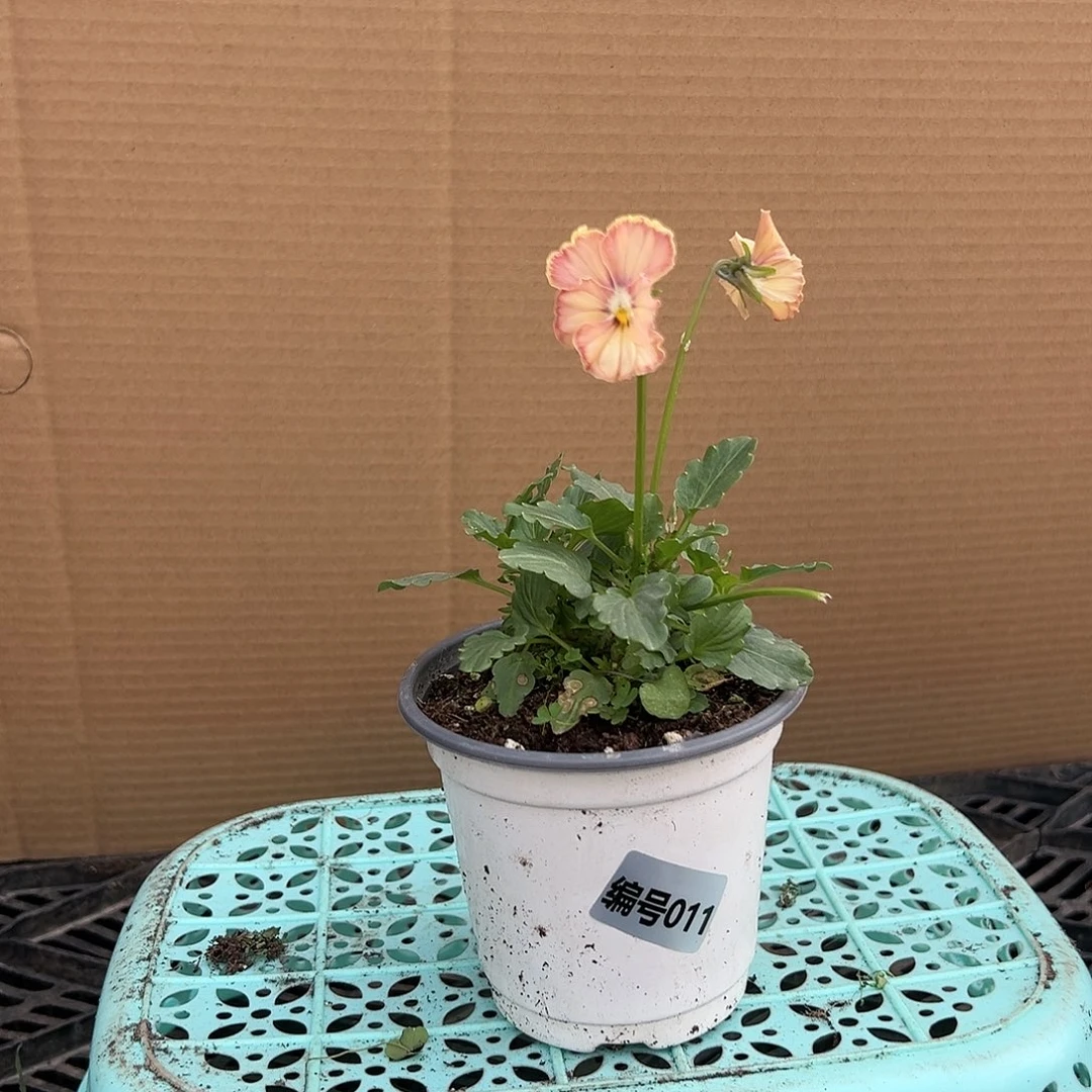 【闪购商品】完全开放011号