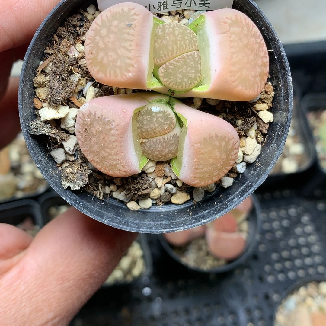 B286多肉植物保护研究所