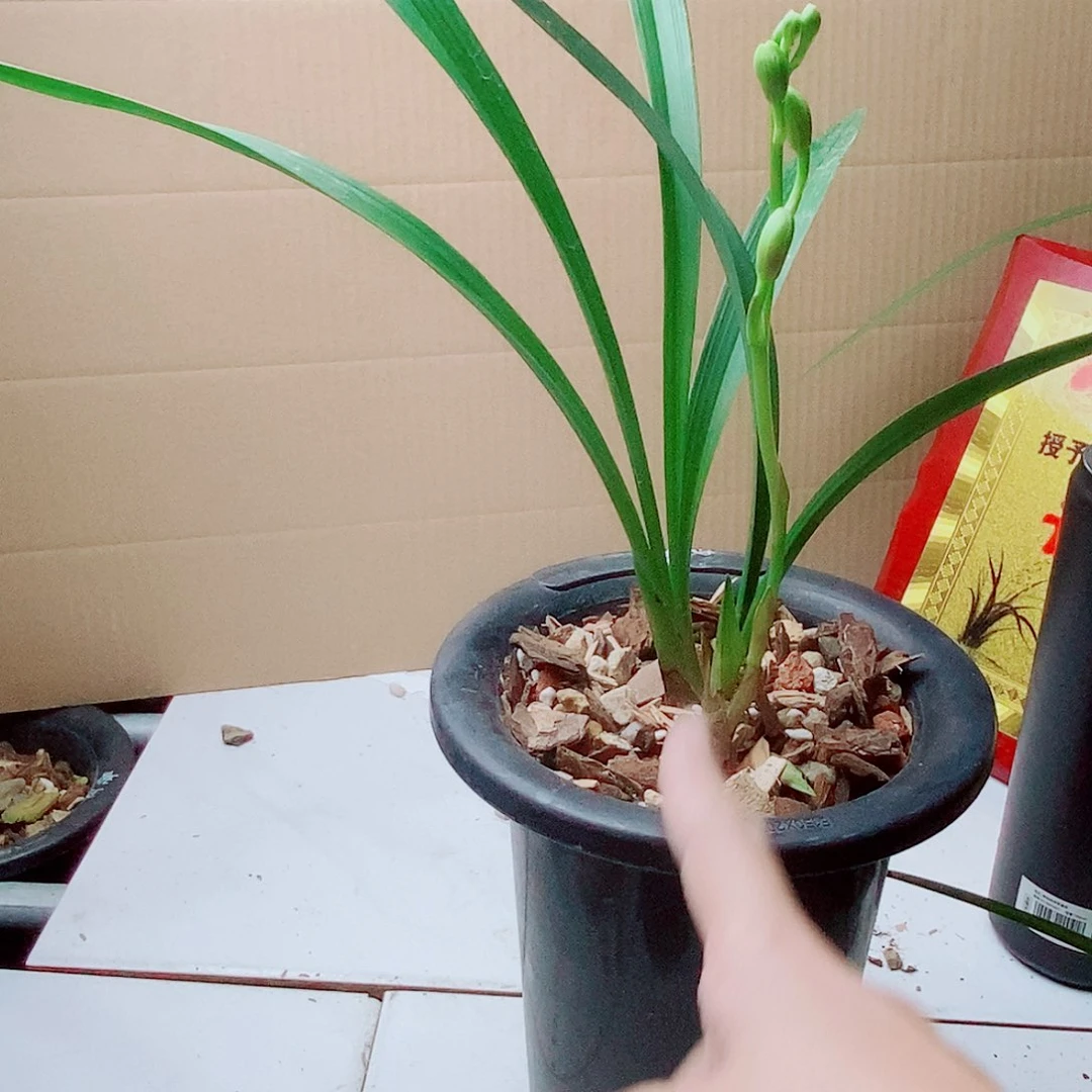 当前无花栽培后可以开花