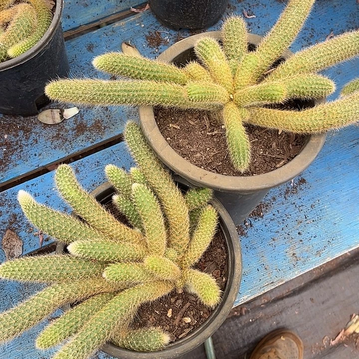 九尾狐2颗99多肉植物