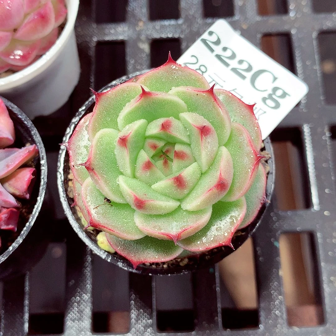 5厘米盆精控多肉222