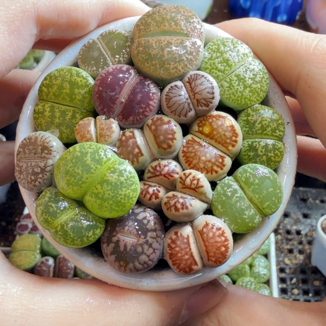 多肉植物的生长发育和生长829