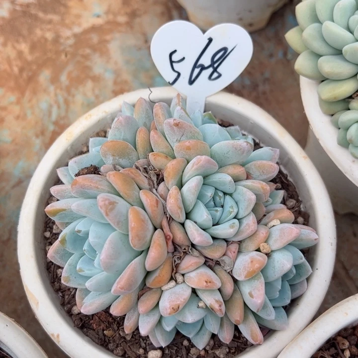 568雪媚娘平平安安健健康康