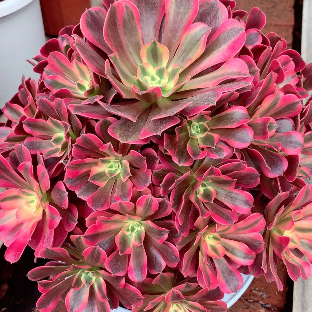 粉体美杜莎，多肉植物