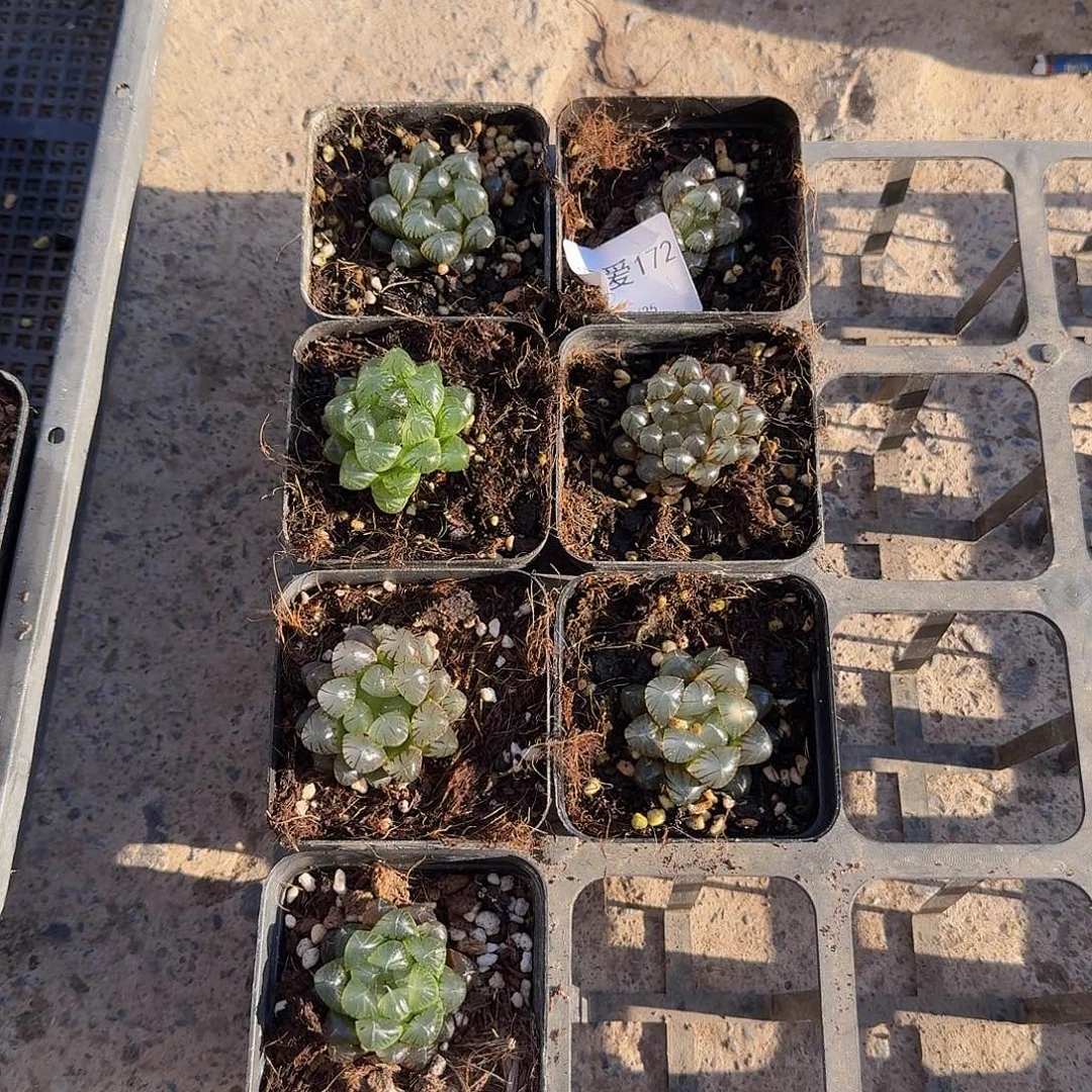 直播一物一拍福利172